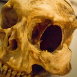 Human anatomy: Skull